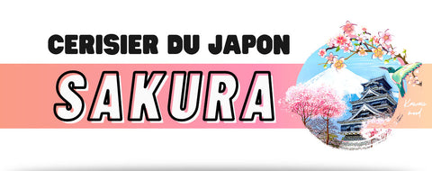 fleur de cerisier japonais